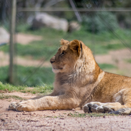 A lioness, lying on the ground with her head up watching something